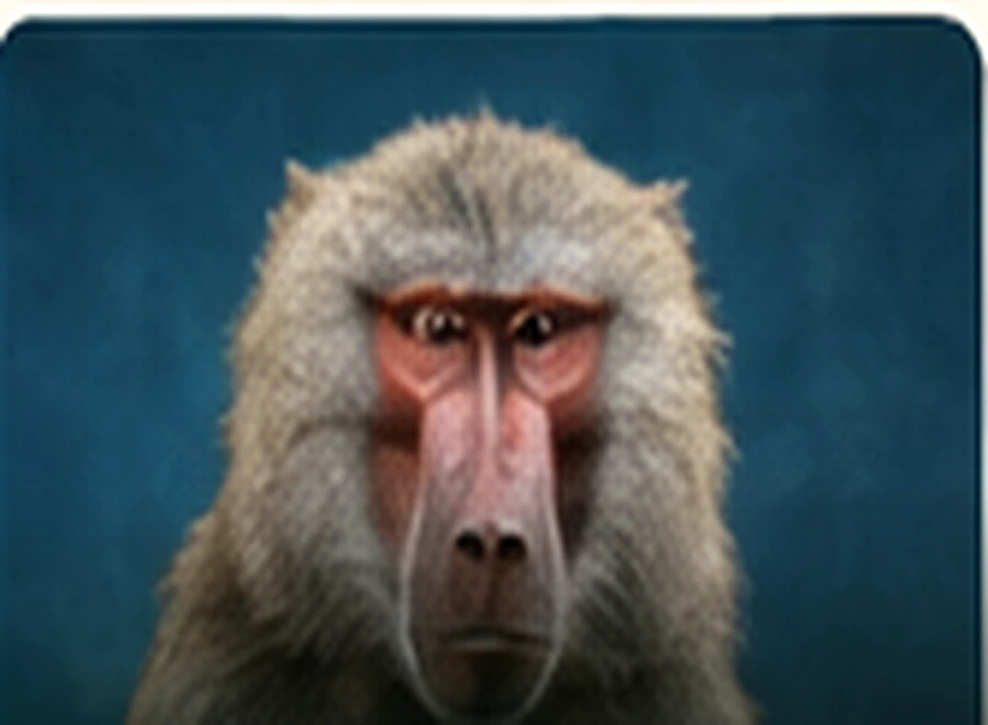 Baboons