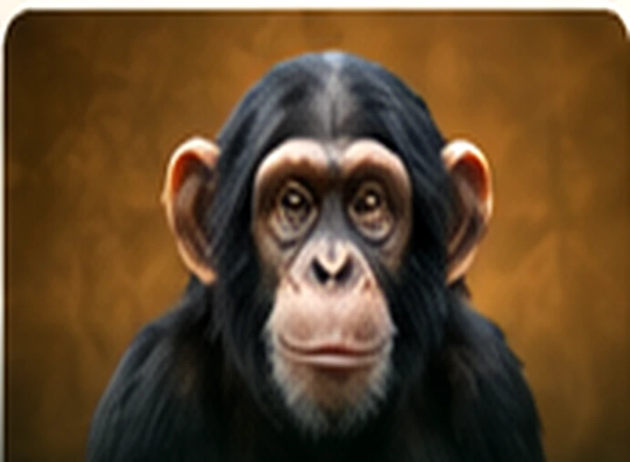 Chimpanzees