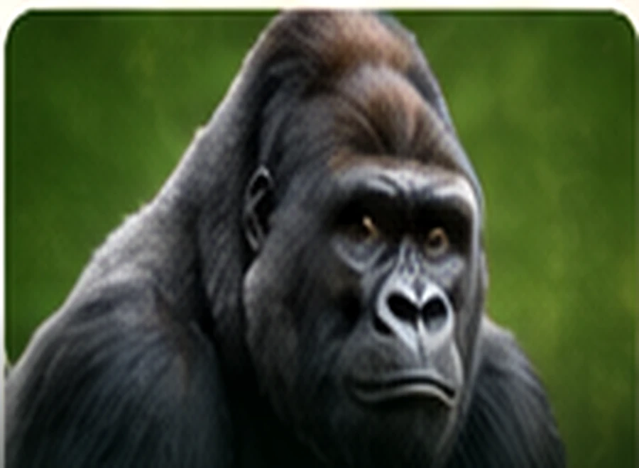 Gorillas