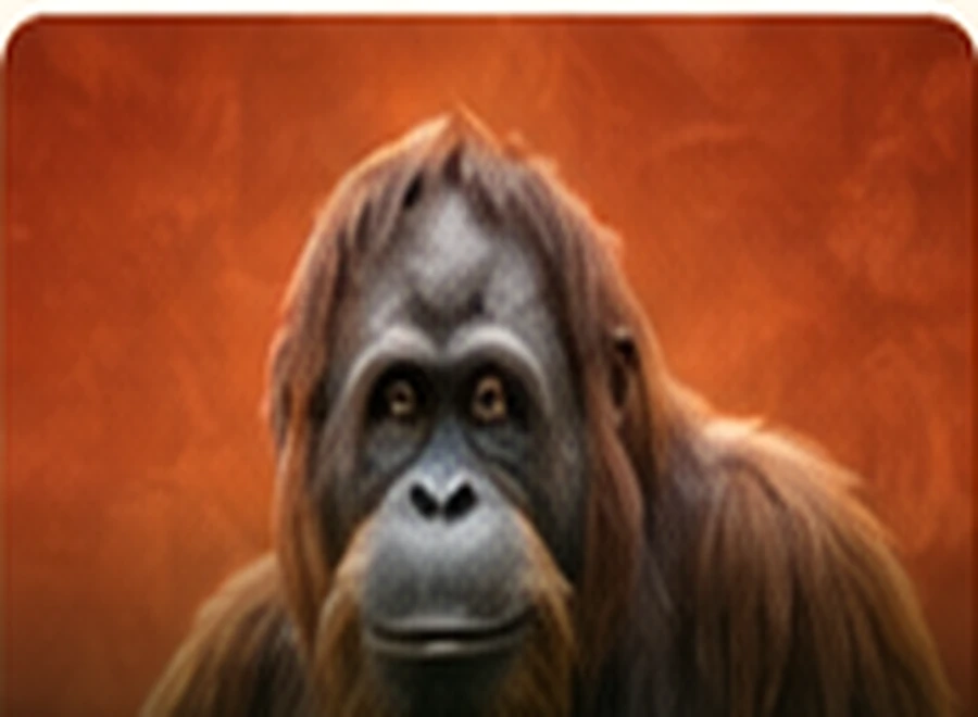 Orangutans